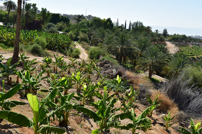 שפע של צמחיה המושקע ממעיין דיוק הסמוך לבית הכנסת נערן ביריחו