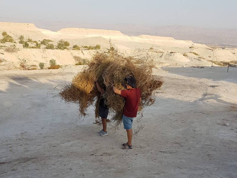 מתנדבים מ-מלח הארץ בעבודות חקלאות בבית חגלה על פני יריחו